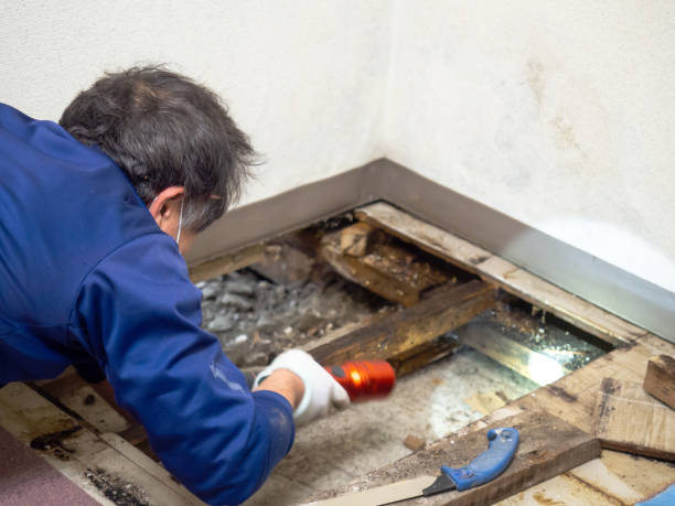 Best Commercial Mold Remediation in Willow Oak, FL