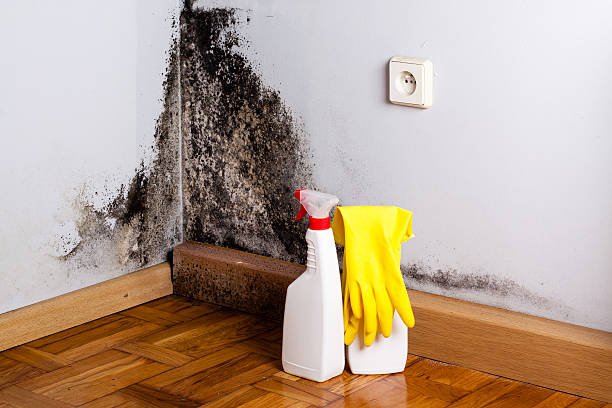 Best Attic Mold Remediation in Willow Oak, FL